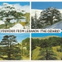 Cedars postcard vintage
