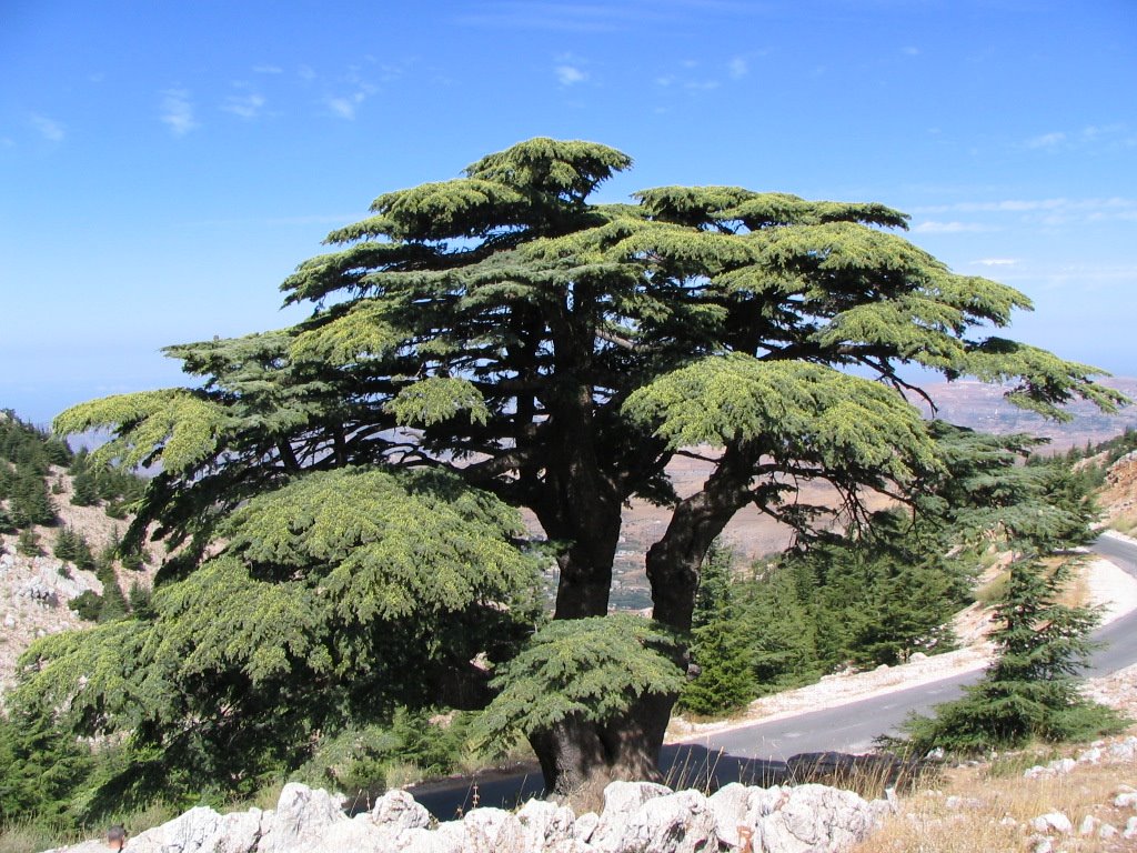 Al Shouf Cedar Nature Reserve