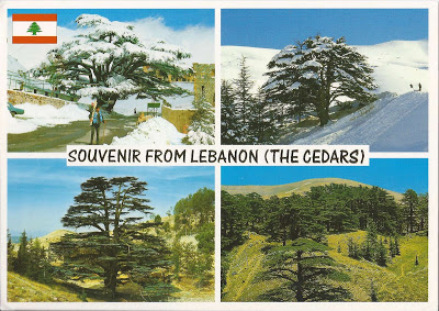 Cedars postcard vintage